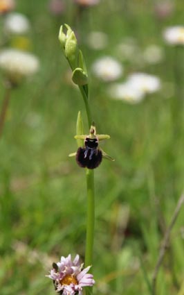 Ophrys incubacea